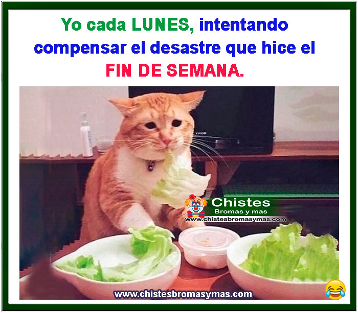 Yo cada lunes intentando compensar el desastre que hice el fin de semana