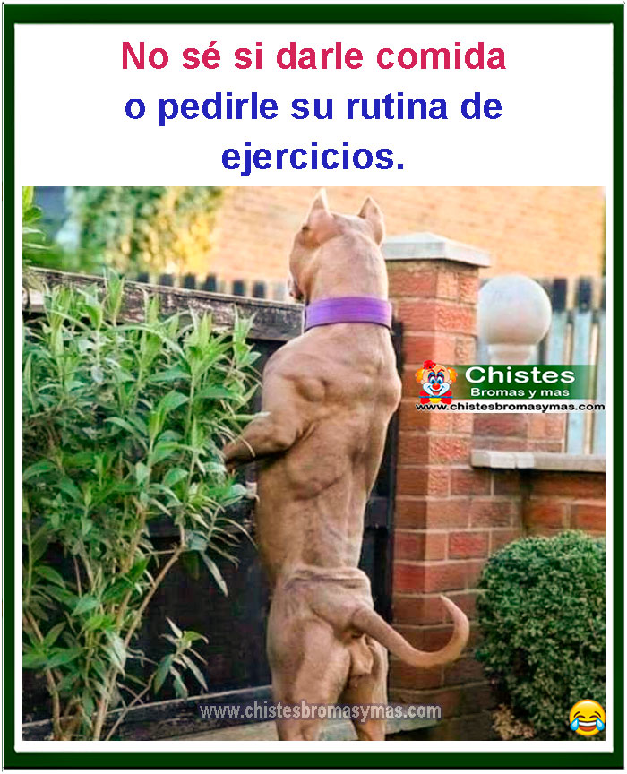 No se si darle su comida o pedirle su rutina de ejercicios