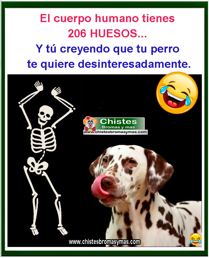 el cuerpo humano tiene 206 hueso y tu creyendo que firulais te quiere desinteresadamente